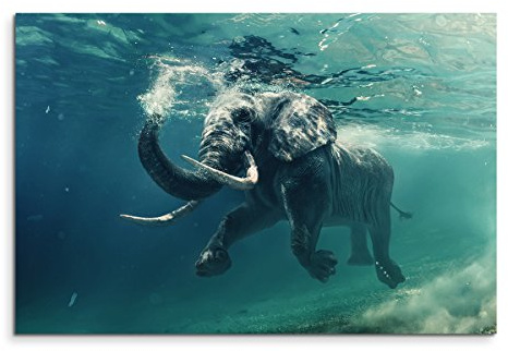 Paul Sinus Art Wandbild 120x80cm Tierfotografie – Schwimmender Elefant unter Wasser