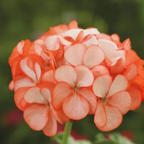 New 20pcs Univalve Geranium Flower Seeds Orange White Generic