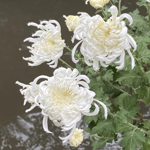 Semillas de crisantemo, decoración de otoño, de jardín Semillas de crisantemo perenne, silvestres 50pcs