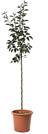 KENTIS - Poirier Williams Rouge - Vraies Plantes d'Extérieur - Arbre Fruitier de Jardin d'Ornement - Pot de Culture Ø 28 cm
