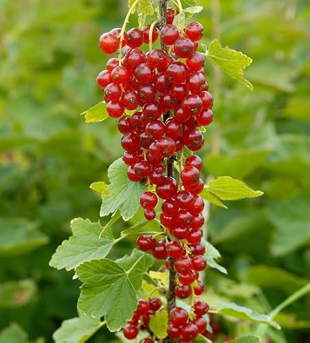 100 rote Johannisbeersamen