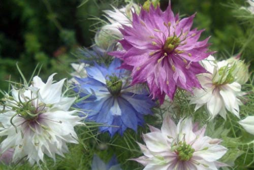PREMIER SEEDS DIRECT - Nigella - Love in A Mist - Miss Jekyll Mix - 1200 Seeds