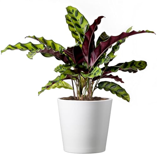 American Plant Exchange Calathea Rattlesnake – 6-Inch with Pot Cover – Live Pet-Friendly Indoor Houseplant with Wavy Green Leaves for Low-Light Homes, Offices, Bedrooms & Shelf Décor