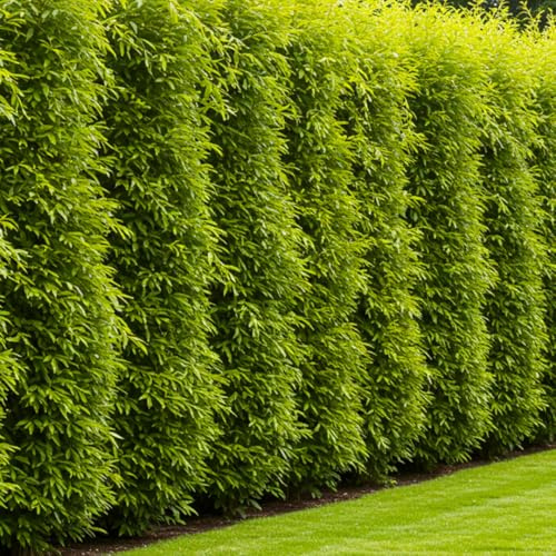 Hybrid Willow Tree Plants for Growing | Fast Privacy Hedge Row, Wind Block, Shade | Fast Growing - 12 Feet Per Year, Fast Growing Trees (24 Trees)