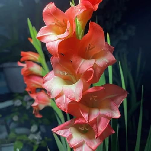 Gladioli bulbi,piante erbacee perenni,bulbi di fiori colorati,Resistenti,Pianta di gladiolo,Giardino del gladiolo in vaso,gladioli fiori,bulbi di gladioli(Non artificiali)-3bulbi-F