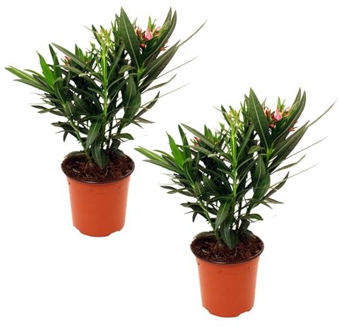 Nerium Oleander Arbusto Conocido como Adelfa - Pack de Dos Unidades