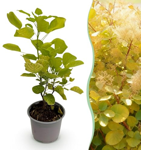 GreenboutiQ - Plante de jardin - Cotinus coggyria Golden Spirit - Jaune - 1 Plante - Caduc - Peu d'entretien - Pot 12cm Hauteur 35cm