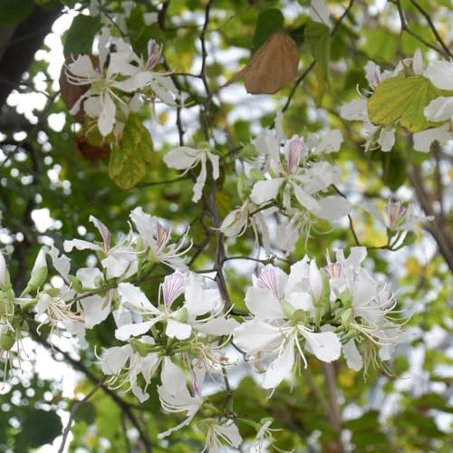 semi di orchidea - giardino resistenti perenni decorazione soggiorno pieno sole esotiche 8pcs