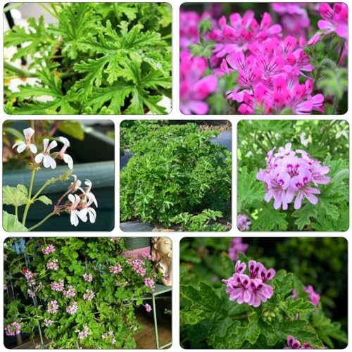 geranio limone selvatici da balcone verdi, da giardino interno medicinali semi perenni resistenti 150pz