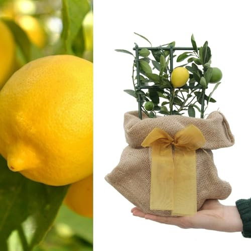Carbeth Plants Lemon Tree Indoor Plant - 1 Gift Wrapped Potted Plant - House Plants Indoor Real with Pots and a Personailsed Message - Present Idea for Women, Friends and Loved Ones
