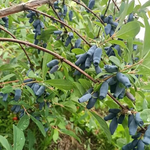 Semi di mirtillo siberiano da colonnari, interno rare, luoghi soleggiati di giardino 30pcs