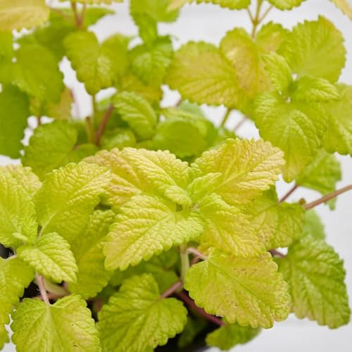 semi di melissa biologici - cucina da balcone di melissa da orto per orto e giardino, giardino 200pcs
