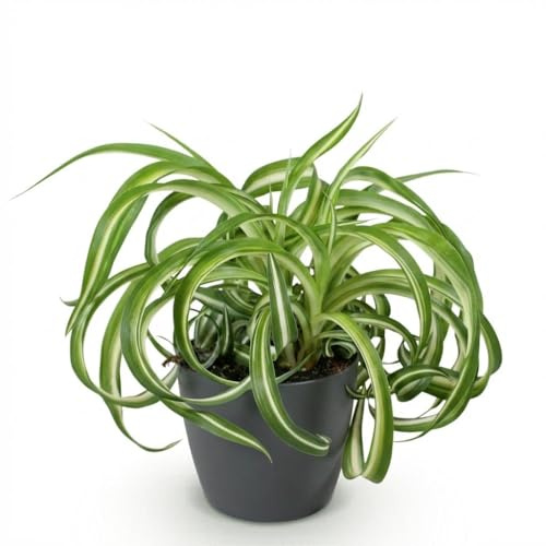 Green boutiQ - Plante d'intérieur - Chlorophytum comosum Bonnie - Lys de la paix ondulé - Plante amie des animaux - Vert - 1 Plante - avec Pot Gris - Pot de 12 cm - Hauteur 20 cm