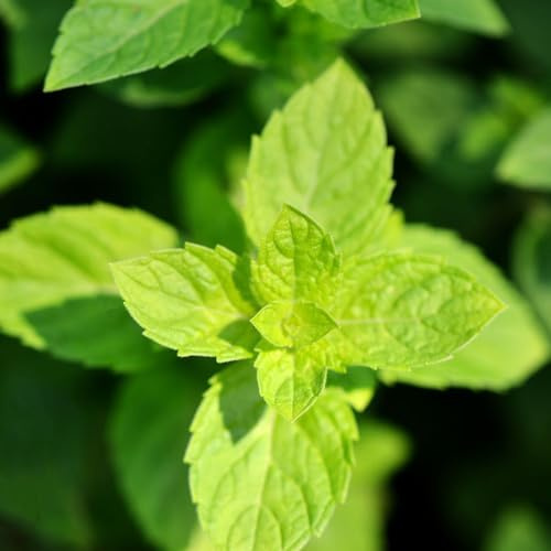 semillas de menta - orgánicas silvestres, resistentes al aire libre decoración jardín interior exóticas 1200pcs