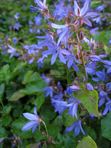 Staudenkulturen Wauschkuhn Campanula poscharskyana 'Blauranke' - Glockenblume - Staude im 9cm Topf