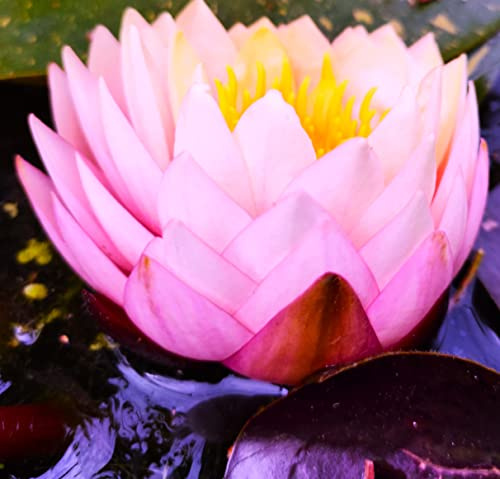 Teichpflanzen Seerosen : Nymphaea Seerose  Perry`s Fire Opal  winterhart Pflanztiefe bis 150 cm