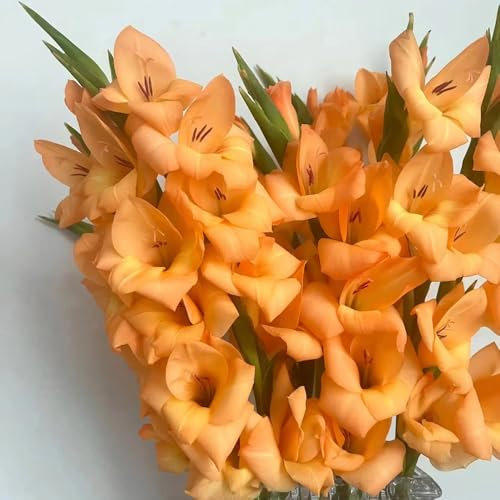 4 pcs gladiolen pflanzen zwiebeln - blumen geschenk pflanzendeko blumenzwiebel pflanzen garten topfpflanzen draußen winterhart garten blumen winterhart, hochbeete für garten, bodendecker