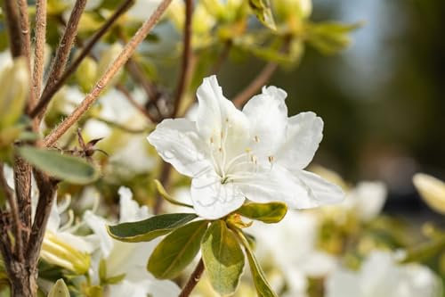 Rhododendron obtusum 'Luzi' 20-25 cm – Winterhart, Immergrün, Pflegeleicht – Azalee – Zierstrauch für Garten & Kübel