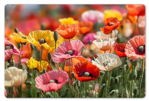 KitchenYeah© Placemats para Mesa Comedor Set 6 45x30 cm Manteles Individuales Lavables PVC Antideslizantes Estilo Elegante Campo De Flores - Amapolas - Colorido