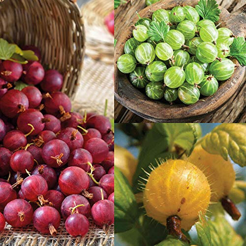 Gooseberry Collection Hardy Bare Root Plants, High Yielding, Tasty Edible Fruit in Summer, Kitchen Gardens & Allotments, 1 x Gooseberry Collection 3 Bare Root Plants by Thompson & Morgan