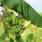 6 piezas de árbol de plátano Cavendish enano:Seeds Only