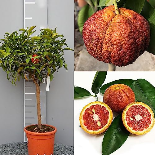 Planta de clementina SAVINI VIVAI, árbol de cítricos de clementina roja en maceta de 20 cm altura 70 cm 2-3 años de injerto, fabricado en Italia