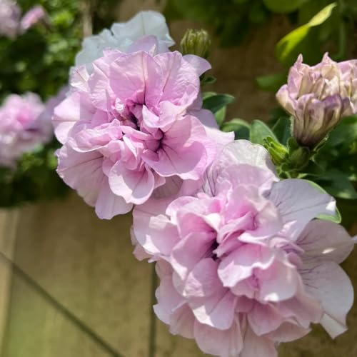 petunias multicolores trepadoras, de jardín de rocas Petunias colgantes silvestres, macizo exóticas jardín balcón oficina, techo verde semillas 400semillas