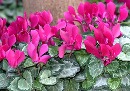 OFFERTA 3 PIANTE DI CICLAMINI FUCSIA VASO 10CM PIANTE DA ESTERNO