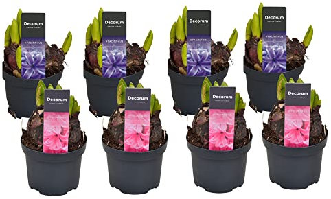 Bulbos de Jacinto | Pack 8 Plantas | Flores Naturales | Hyacinthus Orientalis