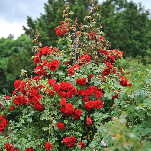 Kletterrose Rosa Red Climber ca. 40 cm hoch Gartenpflanze 2 Pflanzen ca. | pflegeleicht, lange Blütezeit, für helle Standorte, dekorative Knospen