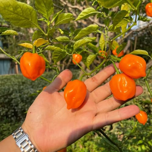 semillas de habanero orgánicas, chile, balcón invernadero, balcón de chile, jardín de rocas resistentes, 30pcs