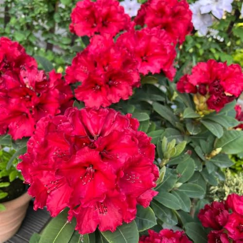 semi resistenti di azalea da giardino, arbusti resistenti di rododendro verdi, decorazione del giardino esterno da arbusti perenni esotiche, 160pcs
