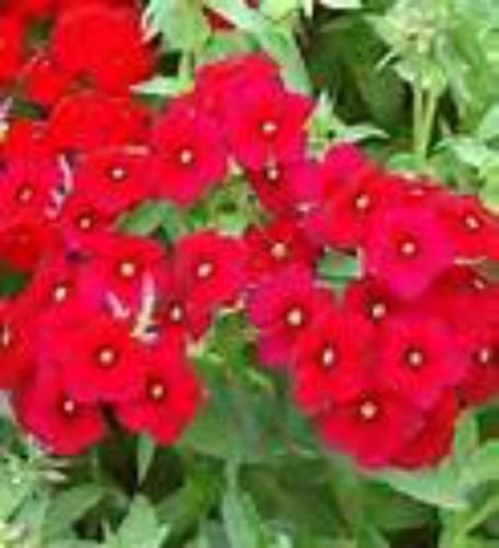 PHLOX - RED DRUMMOND 30 semi! COMBINATO S/H! Molto bello e HARDY!