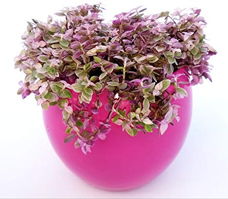 POWERS TO FLOWERS - CALLISIA ROSATO PINK LADY FUCSIA STONDATO, pianta vera