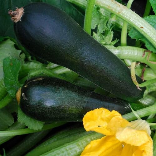 Plant World Seeds - Courgette Black Forest F1 Seeds (Vegetable Seeds)