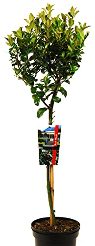 Ilex meserveae Blue Maid oder Stechpalme 'Blue Maid' auf Stamm