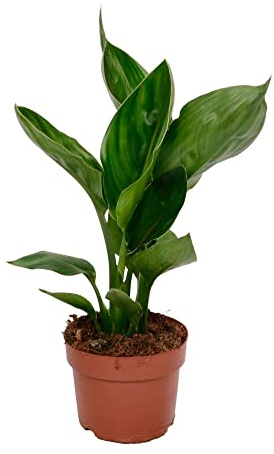 Strelitzia Reginae Natural Flor Ave del Paraíso - Planta para Principiantes