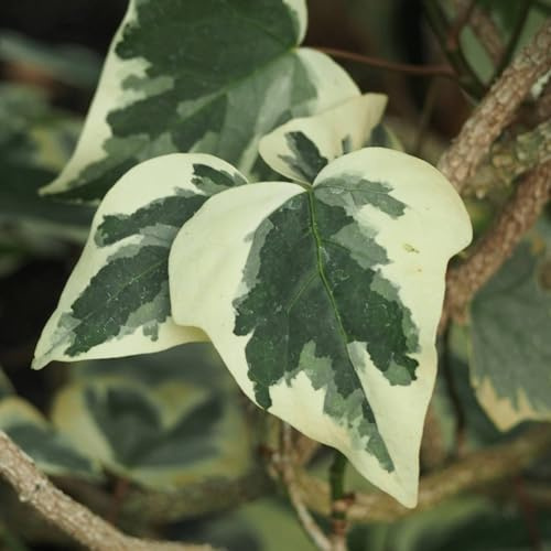 Vivai le Georgiche - Pianta vera di Hedera algeriensis Gloire de Marengo Hedera algeriensis 'Variegata' Edera algerina 'Gloire de Marengo' - vaso Ø 18 cm