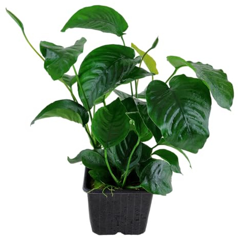 WASSERPFLANZEN WOLFF - XL Mutterpflanze Breitblättriges Speerblatt/Anubias barteri | Sofortiger Blickfang | Extrem Robust & Barschfest | Langlebige Aufsitzerpflanze für Mittel- & Hintergrund