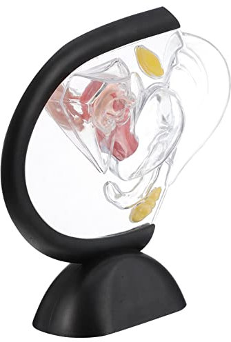 FUNOMOCYA Anatomisches Gebärmutterstrukturmodell Transparenter Pvc Gebärmuttermuschelmodell Für Medizinische Demonstration Und Lehre