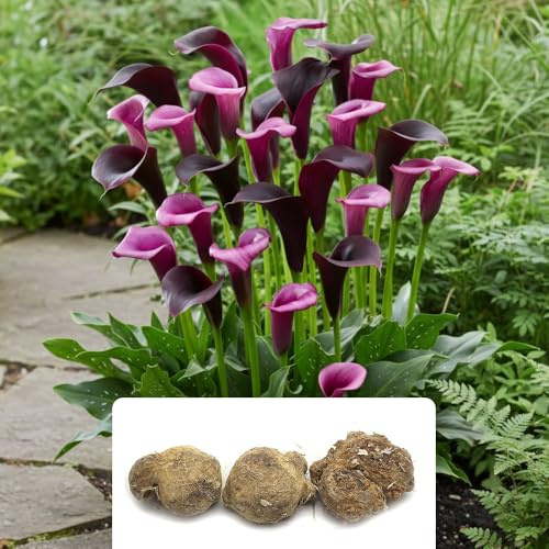 3 x Calla Lily ‘Midnight Symphony’ Bulbs – Dark Burgundy Black Flowers – Summer Blooming Perennial – Perfect for Beds, Containers & Bouquets