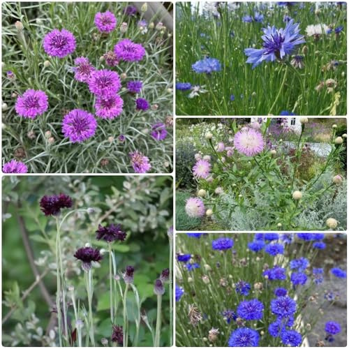 Semi di fiordaliso, vecchie varietà Centaurea cyanus, semi di da balcone resistenti perenni rare 800pcs