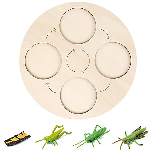 Lebenszyklus Modelle, Simulation Tierwachstumszyklus Modell mit Holz Lebenszyklus Brett Tierfiguren Spielzeug Biologie Wissenschaft Modell Wachstum Stadium Modell Geschenke für Kinder Jungen Mädchen