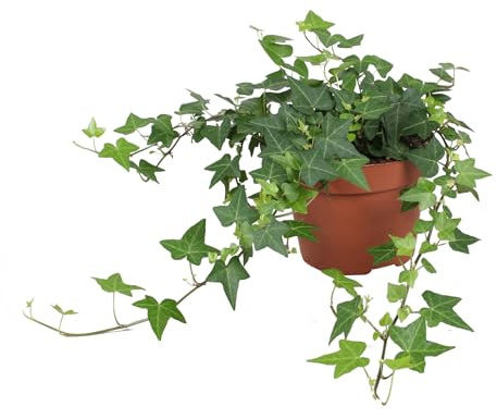 Hiedra Natural Planta de Interior y Exterior de Riego Moderado