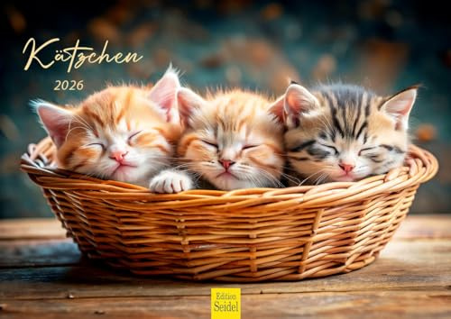 Edition Seidel Premium kalender kattunge 2026 DIN A4 väggkalender kattunge katt kattbarn söta kattungar djur husdjur