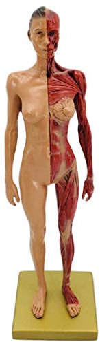 DYTAH Anatomische Menschliche Mscule Modell Kunst Körper Mannequin Malerei Für Studium Und Lehre
