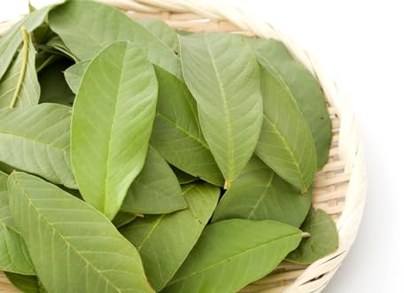 Caja 100gr Hoja de guayaba fresca. Recién recolectada