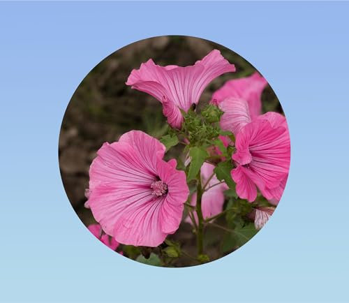 200 graines de lavatere loveness rose - mauve royale -