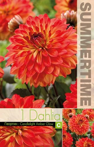 AGRONOM | DAHLIAS - CANDLELIGHT A. G. | Bulbes de fleurs vivaces | Fleurs orange | Cultivées dans les jardins fleuris, en pots et dans les pelouses fleuries | 1 bulbe
