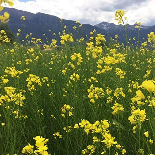 Kodiak Mustard Seeds by Mighty Mustard - 1 Lb - Non-GMO, Open Pollinated Farm & Garden Cover Crop Seeds